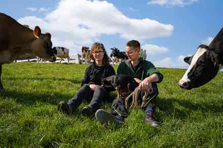 © Countrypixel - stock.adobe.com Landwirte sitzen auf Weide zwischen Kühen