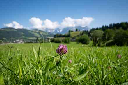 © Countrypixel - stock.adobe.com Kleeblume