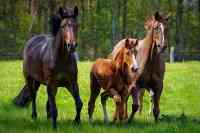 Pferdezucht in der Landwirtschaft