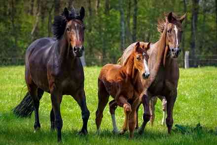 © countrypixel - stock.adobe.com Pferde
