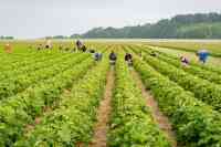 Mindestlohn in der Landwirtschaft 2025