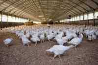 Umsatzbesteuerung eines Putenmastbetriebs