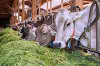 Übertragung eines Landwirtschaftsbetriebs