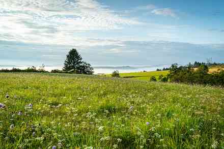 © countrypixel - stock.adobe.com Wiese