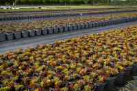 Ansatz und Bewertung von Baumschulkulturen